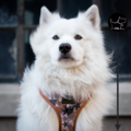 hundeseler