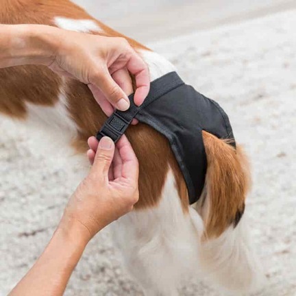 Trixie Løbetidsbukser til hund, Sort, i flere størrelser 2 - SM - 32-39 cm | MyTrendyDog