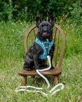 fransk bulldog, hundeseler
