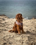luksus hundesele