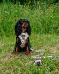 hundesele tilbud, bedste hundesele test, køb hundesele