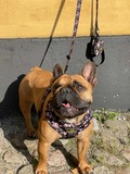 sele til hund
