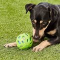 En hund leger med en grøn JW HOL-EE Crackle Ball