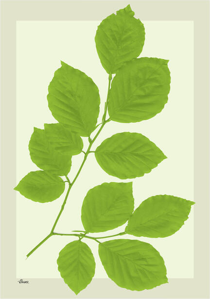 boeg beech green leaves bøgeblad grafisk poster
