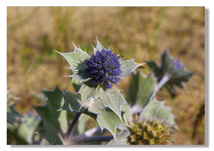 strand tidsel beach denmark blue flower webshop