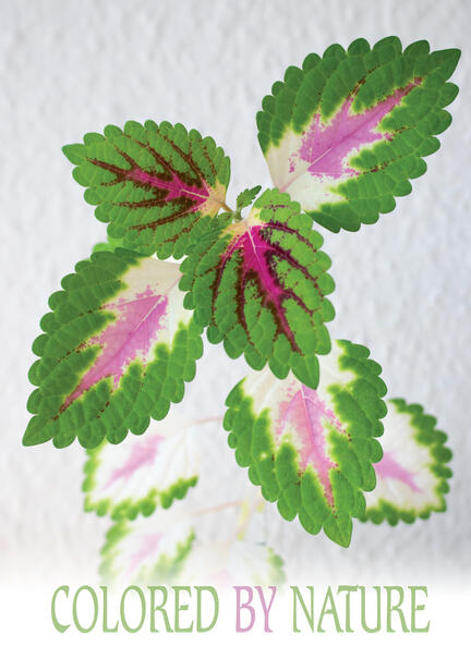 Nature color colored pink green leaf blad