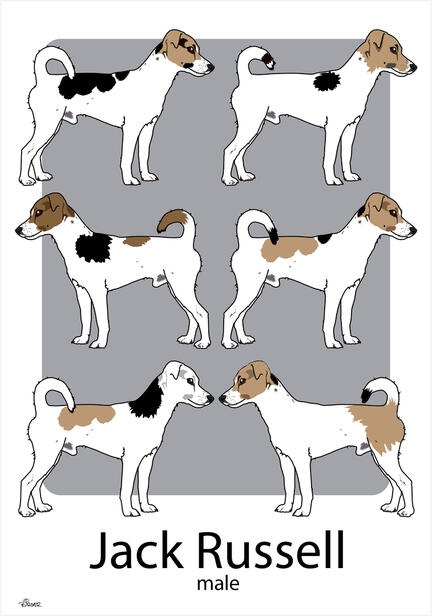 Dog Jack Russell vector drawing tegning poster plakat ©Birger #jackrussell #doglovers